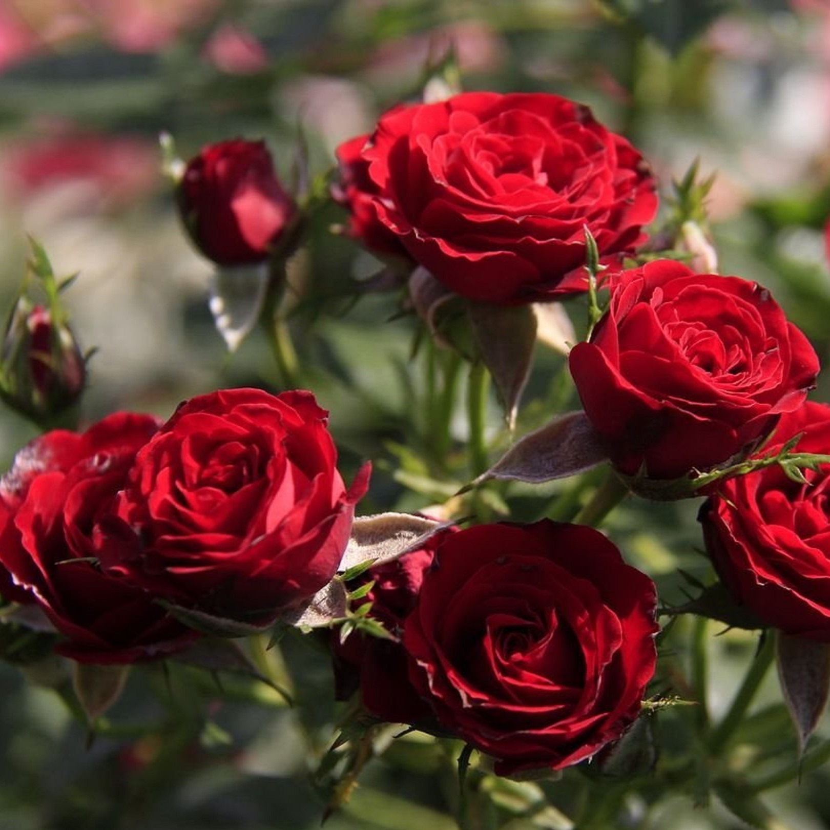 Роза плетистая Байкал